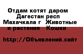 Отдам котят даром - Дагестан респ., Махачкала г. Животные и растения » Кошки   